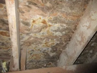 Crawlspace with mold 2