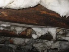 Crawlspace with mold