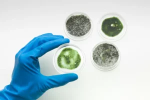 petri dishes of mold